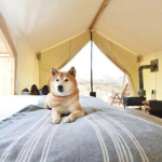 柴犬看到陌生小姐姐就叫,瞬间变身“小狼狗”