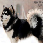 爱斯基摩犬,极地雪橇犬的忠诚伙伴与历史传承